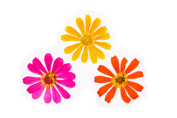 3 different kinds of flower with white background
