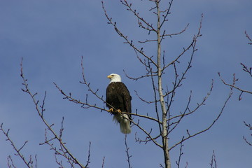 American Eagle in tree