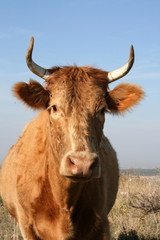 Brown Cow Staring