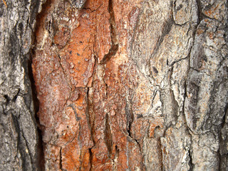 close up of textured wood