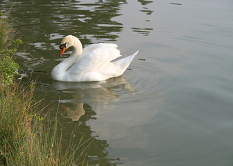 beautiful swan on the shore of lake