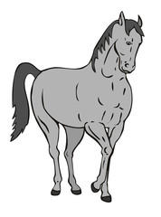 Grey horse