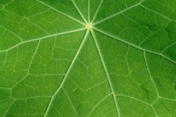 leaf