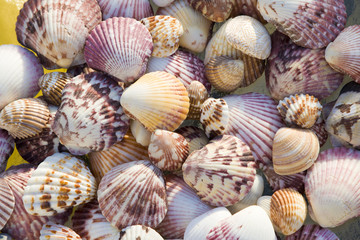 Top view of colorful shells in bright sun