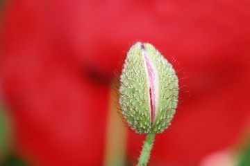 poppy