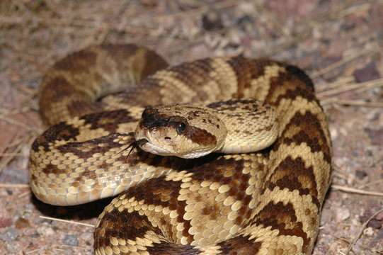 The black-tail rattlesnake.