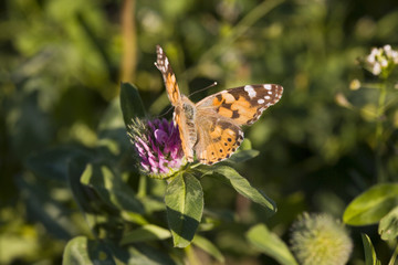 a butterfly on a clover field