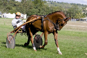 Courses de chevaux attelage.