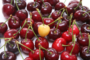 A premature cherry standing out from the crowd
