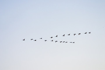 Flying swans