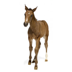 Foal in front of a white background