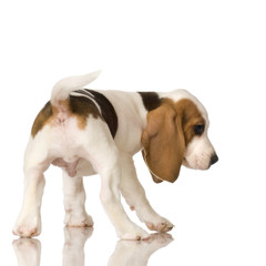 rear view of a Beagle puppy in front of a white background. © Eric Isselée