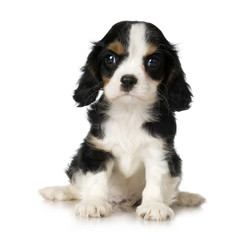 Cavalier King Charles Spaniel puppy © Eric Isselée