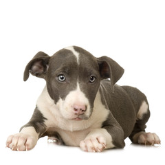 American Staffordshire terrier Puppy