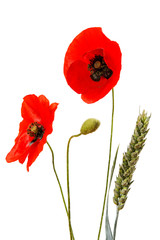 Obraz premium coquelicots détourés