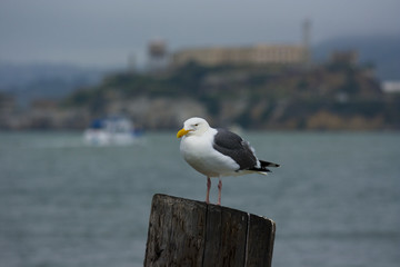 Alcatraz - The Rock - island located on the middle of San