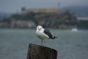 Alcatraz - The Rock