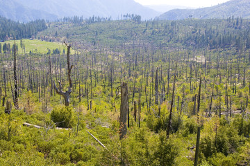 Burnt down forest  Yosemite National Park, California