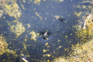 Tufa formations at Mono Lake in USA