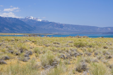 Tufa formations at Mono Lake in USA