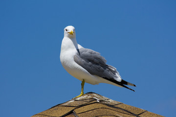Seagull on the beach in California