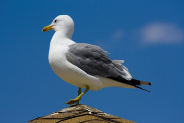 Seagull on the beach in California