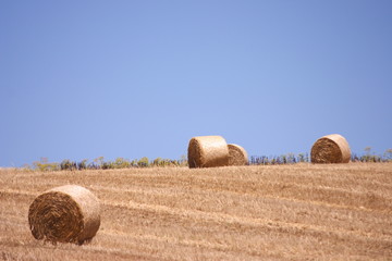 Fototapeta premium campo