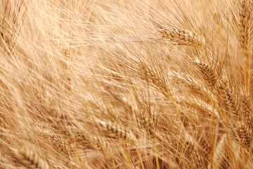 campo di grano