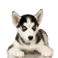 Siberian Husky puppy in front of a white background