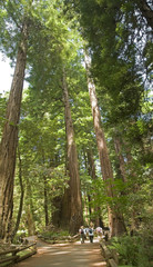 Muir Woods National Park