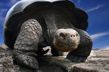 Gorgeous turtle