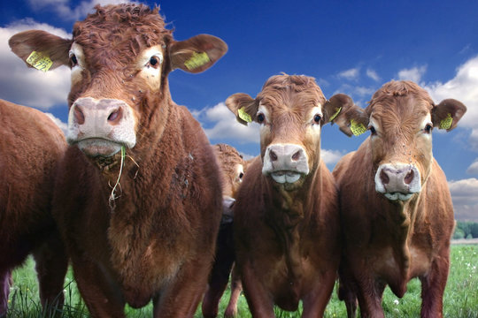 Gorgeous cows