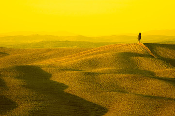 lonely cypress tree in hill - typical tuscan landscape