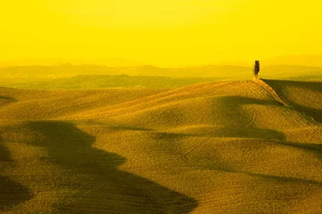 Wall murals Yellow lonely cypress tree in hill - typical tuscan landscape