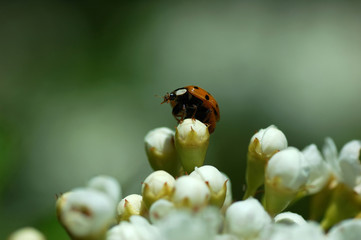 ladybug on flower