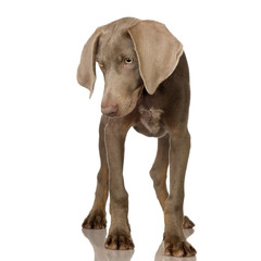 puppy Weimaraner standing up in front of white background