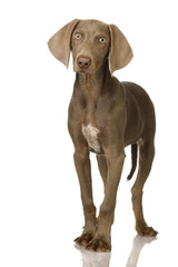 puppy Weimaraner standing up in front of white background © Eric Isselée