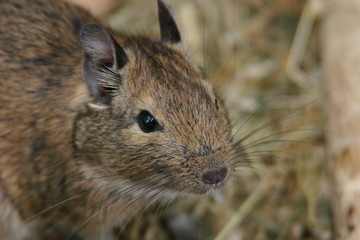 Chilenische Trugratte