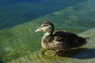 duckling