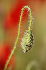 Obraz premium Bourgeon de coquelicot