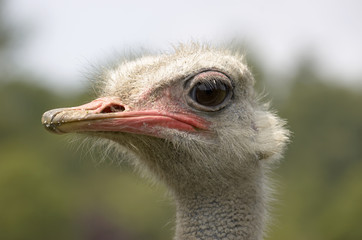 A portrait of an ostritch with background out fo focus.