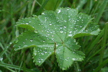 lady’s-mantle plant with dew in summer morning