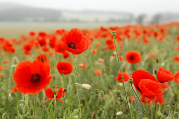 Champs de coquelicots