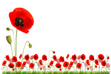 Isolated red poppy  flower  on white background © philippe Devanne