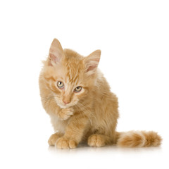 Obraz premium Ginger Cat kitten Washing himself in front of a white background
