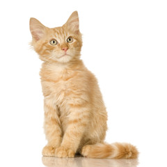 Ginger Cat kitten in front of a white background