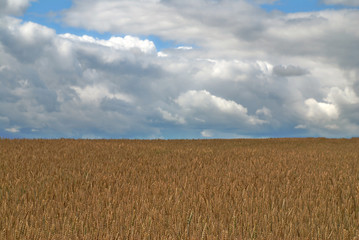 Wheat field during the cloudy weather