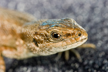 small lizard portrait on dark background