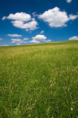 Obraz na płótnie Canvas Pole zielone i niebieskie niebo