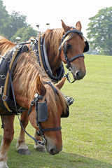 Obraz premium Horse show